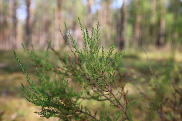 ERASMUS+ PROJEKTS “NETWORK OF KNOWLEDGE FOR EFFICIENT PRIVATE FORESTS”